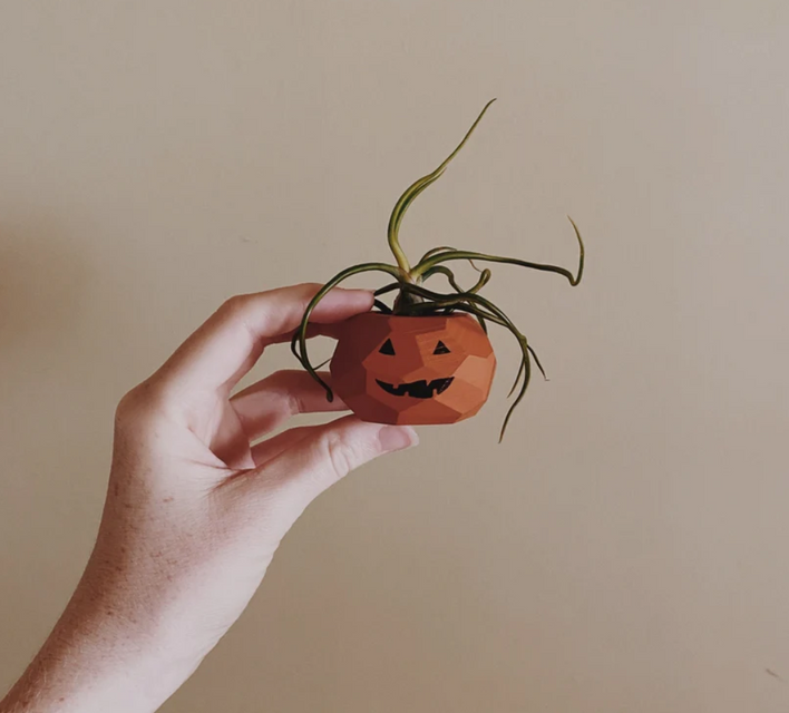 Sustainable Pumpkins & More Love for Fall