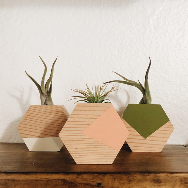 Hexagon Air Plant Holder (PLANT INCLUDED) - touchGOODS