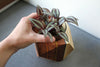 GEOMETRIC PLANTER - touchGOODS