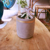 Tall Cement Planter with Gold Stripe 5 1/2"h | touchGOODS